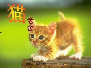 娱乐吃瓜酱小猫