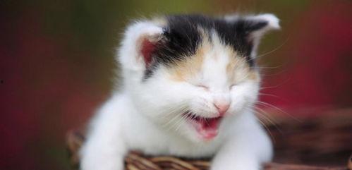 娱乐吃瓜酱小猫