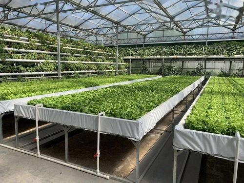 吃瓜网每日大赛主题大赛,揭秘吃瓜网每日大赛主题大赛精彩瞬间